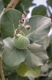 Africa;Afrique;Djibouti;Kaleidos;Kaleidos-images;Tarek-Charara