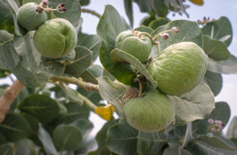 Africa;Afrique;Djibouti;Kaleidos;Kaleidos-images;Tarek-Charara
