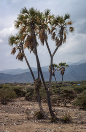 Africa;Afrique;Djibouti;Kaleidos;Kaleidos-images;Tarek-Charara