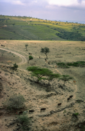 Africa;Afrique;Djibouti;Kaleidos;Kaleidos-images;Landscapes;Paysages;Tarek-Charara