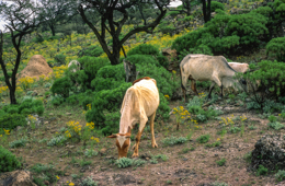 Africa;Afrique;Djibouti;Kaleidos;Kaleidos-images;Tarek-Charara