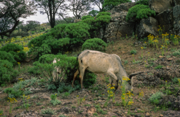 Africa;Afrique;Djibouti;Kaleidos;Kaleidos-images;Tarek-Charara