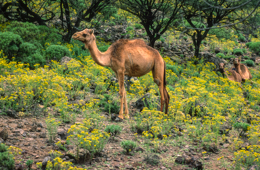 Africa;Afrique;Djibouti;Kaleidos;Kaleidos-images;Tarek-Charara