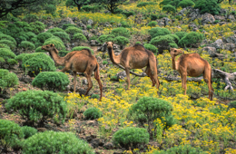 Africa;Afrique;Djibouti;Kaleidos;Kaleidos-images;Tarek-Charara