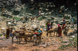 Africa;Afrique;Djibouti;Kaleidos;Kaleidos-images;Tarek-Charara