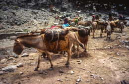 Africa;Afrique;Djibouti;Kaleidos;Kaleidos-images;Tarek-Charara