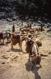 Africa;Afrique;Djibouti;Kaleidos;Kaleidos-images;Tarek-Charara