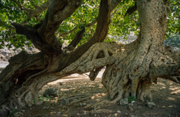 Africa;Afrique;Djibouti;Kaleidos;Kaleidos-images;Tarek-Charara