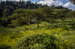 Africa;Afrique;Djibouti;Kaleidos;Kaleidos-images;Landscapes;Paysages;Tarek-Charara
