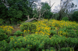Africa;Afrique;Djibouti;Kaleidos;Kaleidos-images;Landscapes;Paysages;Tarek-Charara