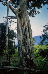 Africa;Afrique;Djibouti;Kaleidos;Kaleidos-images;Landscapes;Paysages;Tarek-Charara