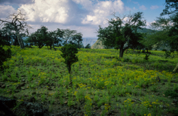 Africa;Afrique;Djibouti;Kaleidos;Kaleidos-images;Landscapes;Paysages;Tarek-Charara