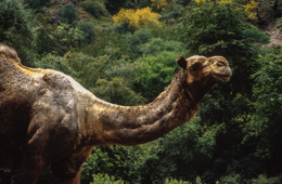 Africa;Afrique;Day-Forest-National-Park;Djibouti;Dromadaire;Dromadaires;Dromedaries;Dromedary;Forêt-du-Day;Kaleidos;Kaleidos-images;Parc-national-de-la-Forêt-de-Day;Parc-national-du-Daï;Tarek-Charara