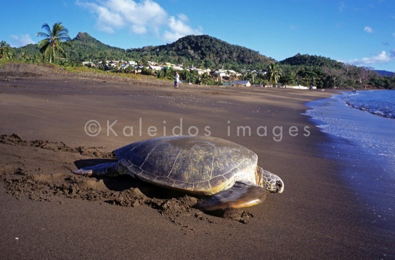 Comoros;Anjouan;Islands;Oceans;Indian Ocean;Animals;Tortoises;Turtles;cTropical;Beaches;Africa;Sand