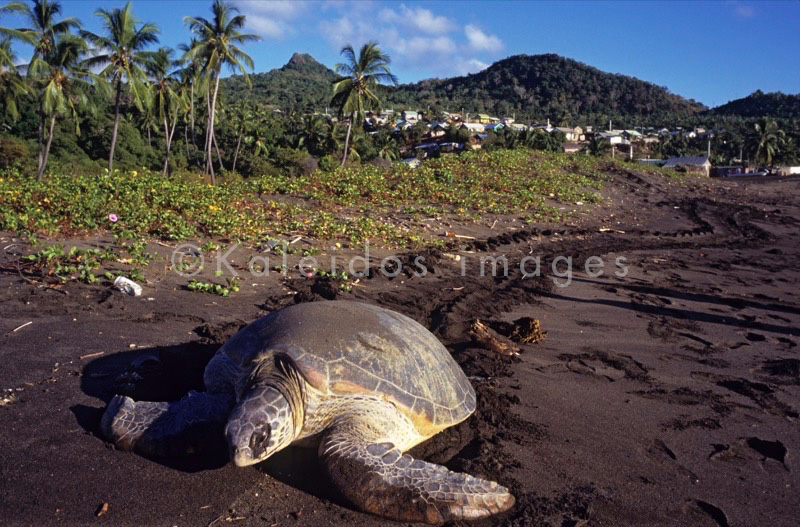 Comoros;Anjouan;Islands;Oceans;Indian Ocean;Animals;Tortoises;Turtles;cTropical;Beaches;Africa;Sand