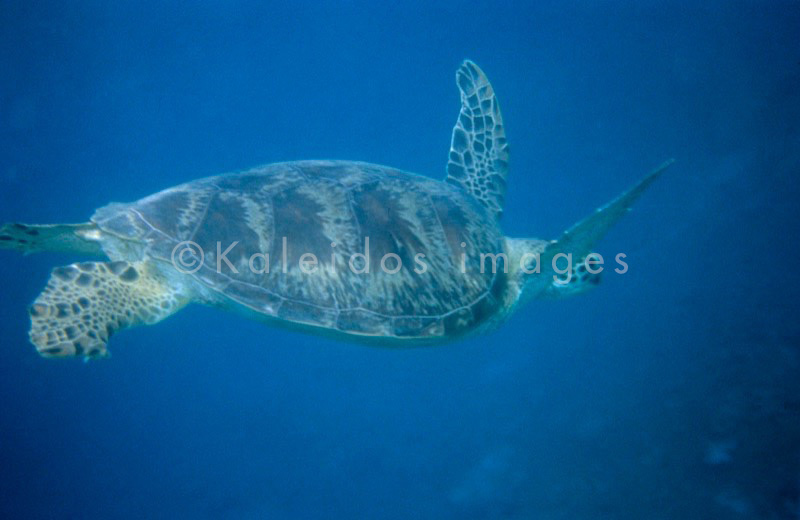 Comoros;Anjouan;Islands;Oceans;Indian Ocean;Animals;Tortoises;Turtles;Tropical;Africa
