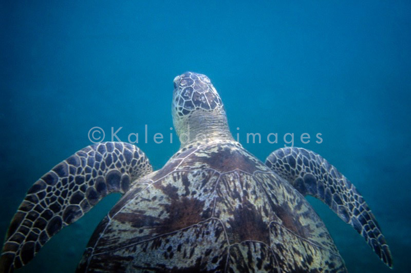 Comoros;Anjouan;Islands;Oceans;Indian Ocean;Animals;Tortoises;Turtles;Tropical;Africa