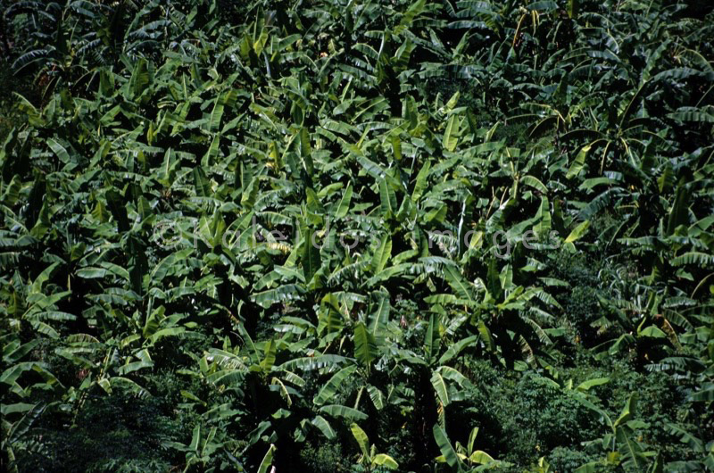 Mayotte;Fields;Comoros;Banana trees;Bananas