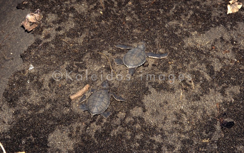 Comoros;Anjouan;Islands;Oceans;Indian Ocean;Animals;Tortoises;Turtles;cTropical;Beaches;Africa;Sand