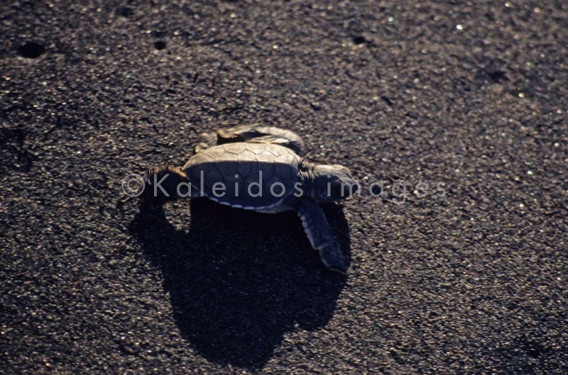 Comoros;Anjouan;Islands;Oceans;Indian Ocean;Animals;Tortoises;Turtles;cTropical;Beaches;Africa;Sand