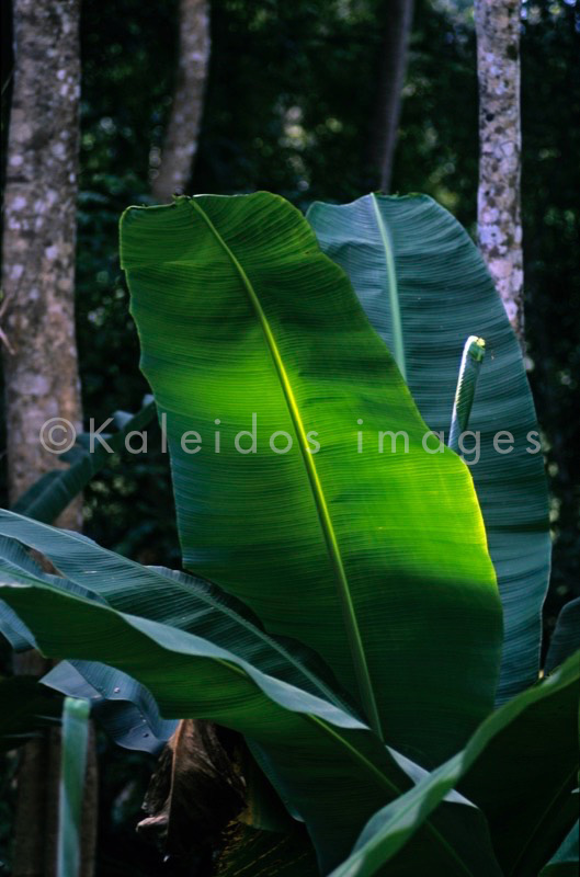Mayotte;Comoros;Africa;Banana trees;Leaf;Leaves;Green