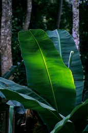 Banana-tree;-Comoros-Archipelago;-Detail;-Forest;-France;-Indian-Ocean;-Kaleidos;-Kaleidos-images;-La-parole-à-limage;-Laurent-Abad;-Leaf;-Light;-Mayotte;-Nature;-Stories-Pictures;-Vegetation