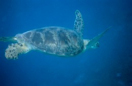 Comoros;Anjouan;Islands;Oceans;Indian-Ocean;Animals;Tortoises;Turtles;Tropical;Africa