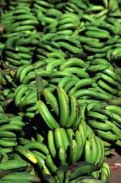 Mayotte;Comoros;Bananas;Banana-bunches;Green