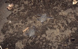 Comoros;Anjouan;Islands;Oceans;Indian-Ocean;Animals;Tortoises;Turtles;cTropical;Beaches;Africa;Sand