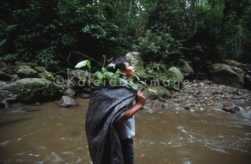 Banisteriopsis Caapi,Ayahuasca,Hervé Merliac,Kaleidos images;La parole à l'image;Curandero