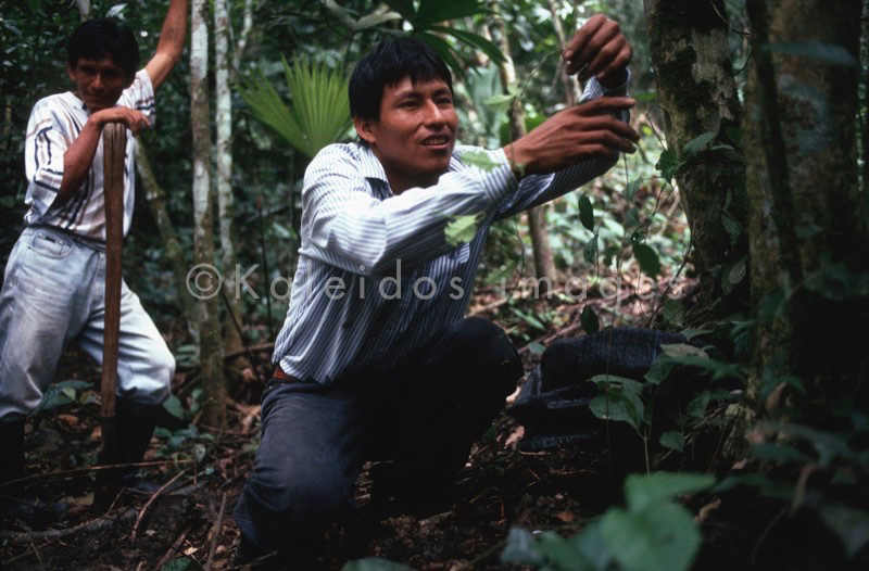Banisteriopsis Caapi,Ayahuasca,TakiwasiBanisteriopsis Caapi,Ayahuasca,Hervé Merliac,Kaleidos images;La parole à l'image;Curandero