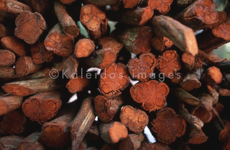 Banisteriopsis Caapi,Ayahuasca,Takiwasi;Banisteriopsis Caapi,Ayahuasca,Hervé Merliac,Kaleidos images;La parole à l'image