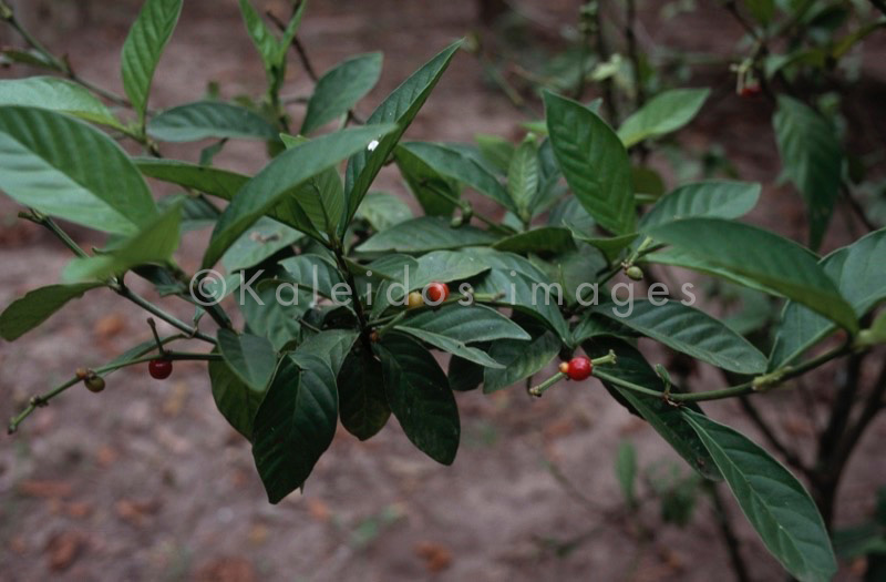 Ayahuasca,Takiwasi;Chacruna;Psychotria viridis;Chacrona;Chaqruy;Hervé Merliac,Kaleidos images;La parole à l'image