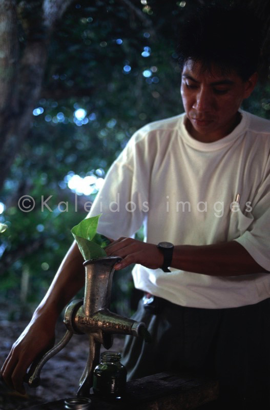 Banisteriopsis Caapi,Ayahuasca,Takiwasi;Banisteriopsis Caapi,Ayahuasca,Hervé Merliac,Kaleidos images;La parole à l'image;Yawar Panga;Aristolochia didyma