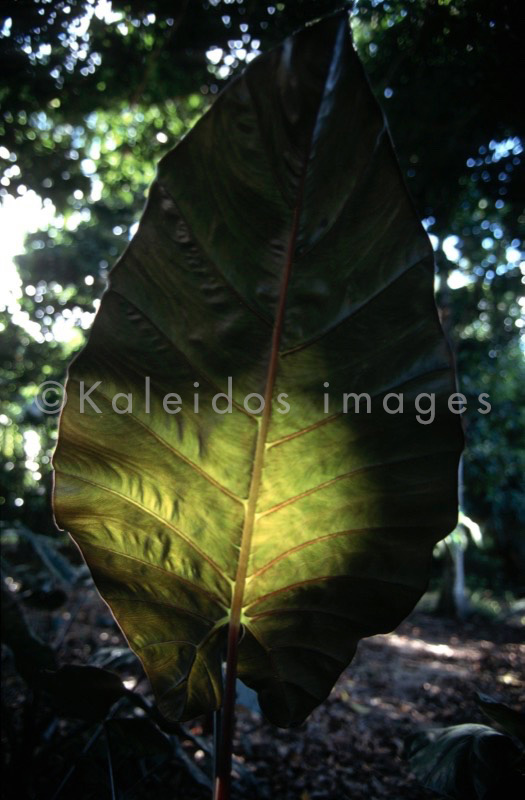 Hervé Merliac,Kaleidos images;La parole à l'image;Xanthosoma sagittifolium;Tannia;Malanga