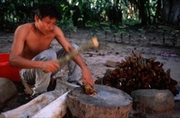 Banisteriopsis-Caapi,Ayahuasca,Takiwasi;Banisteriopsis-Caapi,Ayahuasca,Hervé-Merliac,Kaleidos-images;La-parole-à-limage;Vegetalista