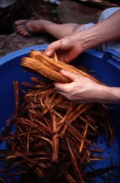 Banisteriopsis-Caapi,Ayahuasca,Takiwasi;Banisteriopsis-Caapi,Ayahuasca,Hervé-Merliac,Kaleidos-images;La-parole-à-limage