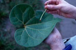 Takiwasi;Banisteriopsis-Caapi,Ayahuasca,Hervé-Merliac,Kaleidos-images;La-parole-à-limage;Aristolochia-didyma;Yawar-Panga