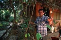 Banisteriopsis-Caapi,Ayahuasca,Hervé-Merliac,Kaleidos-images;La-parole-à-limage;Don-Guillermo-Arrevalo;Guillermo-Arrevalo