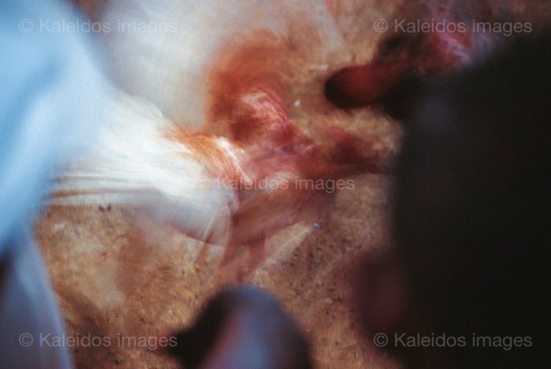 Cocks;Haiti;Kaleidos;Kaleidos images;Katherine-Marie Pagé;Katherine-Marie-François;La parole à l'image;Movements