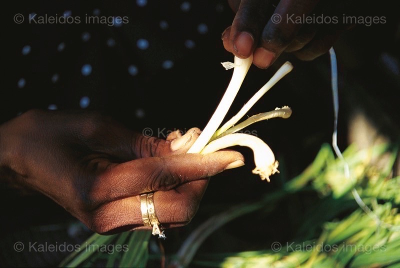 Haiti;Hands;Kaleidos;Kaleidos images;Katherine-Marie Pagé;Katherine-Marie-François;La parole à l'image;Onions