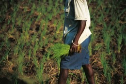 Haiti;Kaleidos;Kaleidos-images;Katherine-Marie-Pagé;Katherine-Marie-François;La-parole-à-limage;Man;Men;Rice;Rice-Paddies;Rice-fields