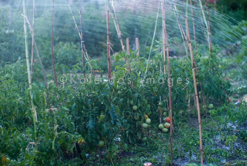 Fruits;Kaleidos;Kaleidos images;Plants;Solanum lycopersicum;Tarek Charara;Tomatoes;Vegetable garden;Water;garden;kitchen garden