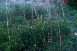 Fruits;Kaleidos;Kaleidos-images;Plants;Solanum-lycopersicum;Tarek-Charara;Tomatoes;Vegetable-garden;Water;garden;kitchen-garden