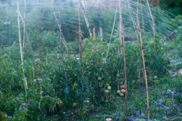 Fruits;Kaleidos;Kaleidos-images;Plants;Solanum-lycopersicum;Tarek-Charara;Tomatoes;Vegetable-garden;Water;garden;kitchen-garden