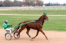 Drivers,-French-Trotters,-Grosbois,-Harness-racing,-Horse,-Horses,-Kaleidos,-Kaleidos-images,-La-parole-à-limage,-Marolles-en-Brie,-Stories-Pictures,-Sulkies,-Sulky,-Tarek-Charara,-Trot,-Trotter,-Trotters,-Trotteurs,-Trotting,-Toni-Ripoll