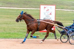 Drivers,-French-Trotters,-Grosbois,-Harness-racing,-Horse,-Horses,-Kaleidos,-Kaleidos-images,-La-parole-à-limage,-Marolles-en-Brie,-Stories-Pictures,-Sulkies,-Sulky,-Tarek-Charara,-Trot,-Trotter,-Trotters,-Trotteurs,-Trotting,-Toni-Ripoll