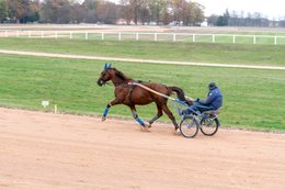 Drivers,-French-Trotters,-Grosbois,-Harness-racing,-Horse,-Horses,-Kaleidos,-Kaleidos-images,-La-parole-à-limage,-Marolles-en-Brie,-Stories-Pictures,-Sulkies,-Sulky,-Tarek-Charara,-Trot,-Trotter,-Trotters,-Trotteurs,-Trotting,-Toni-Ripoll