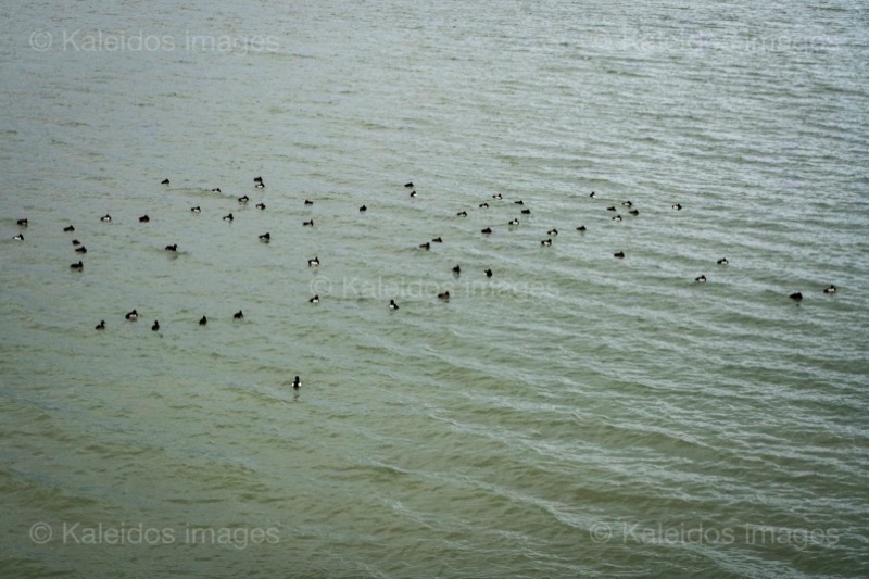 Aythya fuligula;Ducks;France;Kaleidos;Kaleidos images;La parole à l'image;Lake of Villeneuve de la Raho;Lakes;Pyrénées-Orientales;Tarek Charara;Tufted ducks;Tuted Pochards