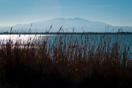 Canigou,-Common-Reed,-Kaleidos,-Kaleidos-images,-Laguna,-Landscapes,-Mountain,-Mountain-range,-Phragmites-australis,-Pond,-Reed,-Tarek-Charara,-Water